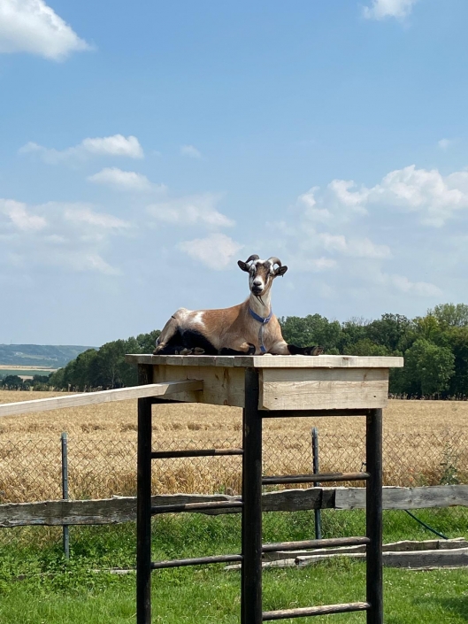 Ziegenbock Herbert